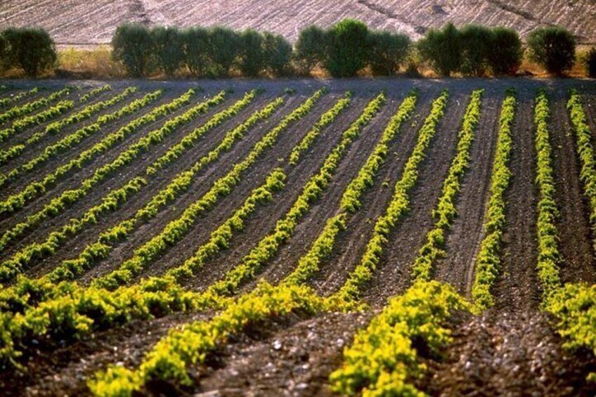 Cagliari: Full Day Wine Experience Private Tour with Lunch