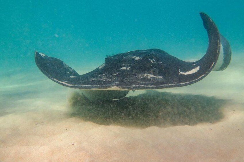 Australia's largest species of ray, the Smooth Stingray