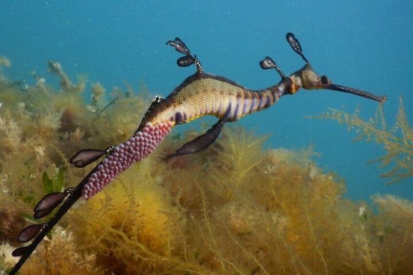The unique Male Weedy Seadragon carrying eggs upon it's tail
