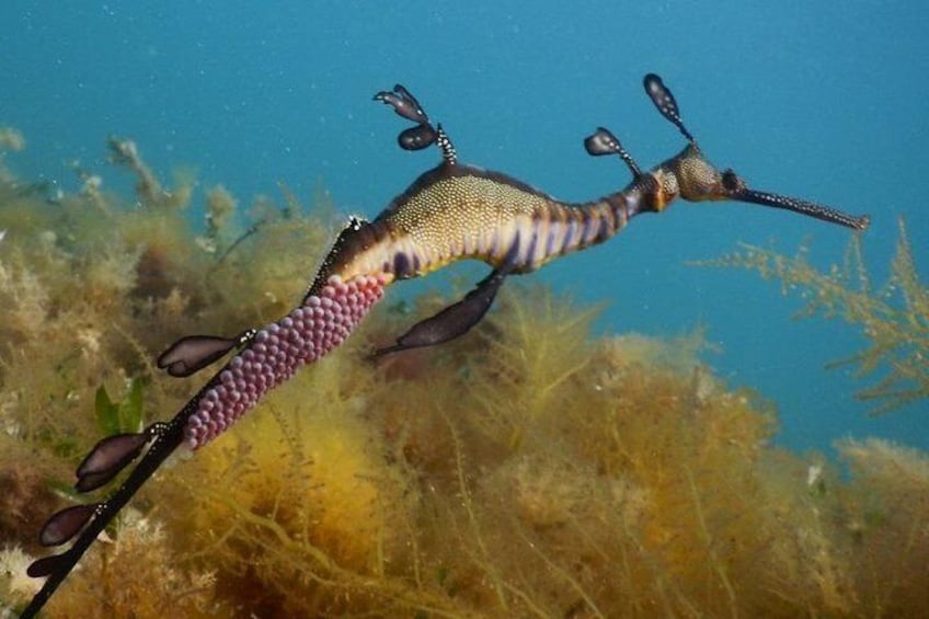 The unique Male Weedy Seadragon carrying eggs upon it's tail
