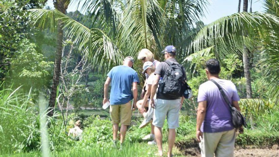 Tetebatu Walking Tour - Rice Terraces, Waterfall & Monkey Forest