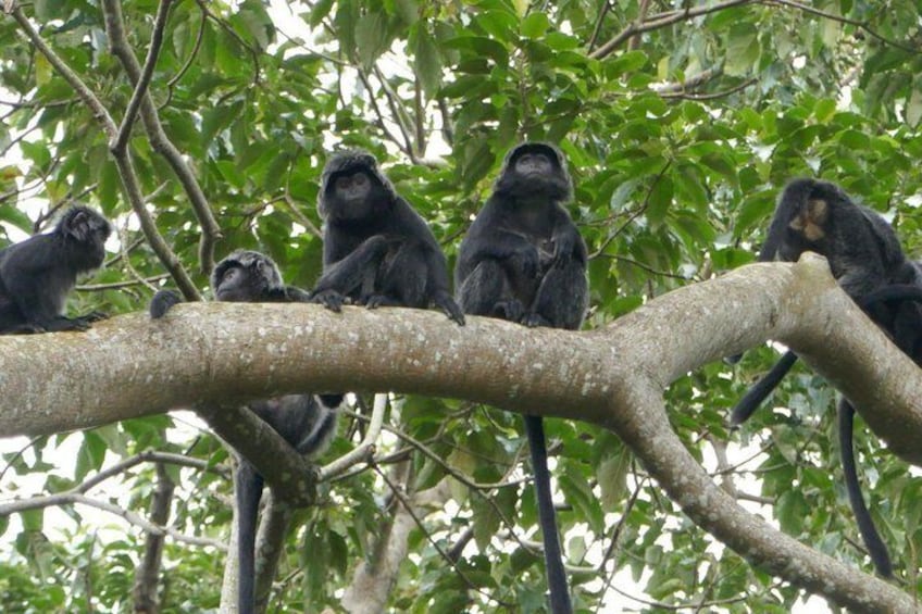 Tetebatu Walking Tour - Rice Terraces, Waterfall & Monkey Forest