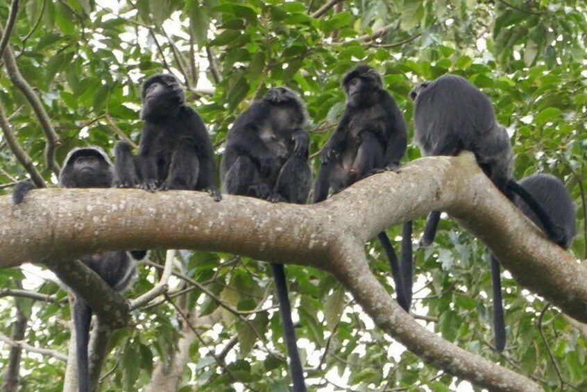 Tetebatu Walking Tour - Rice Terraces, Waterfall & Monkey Forest