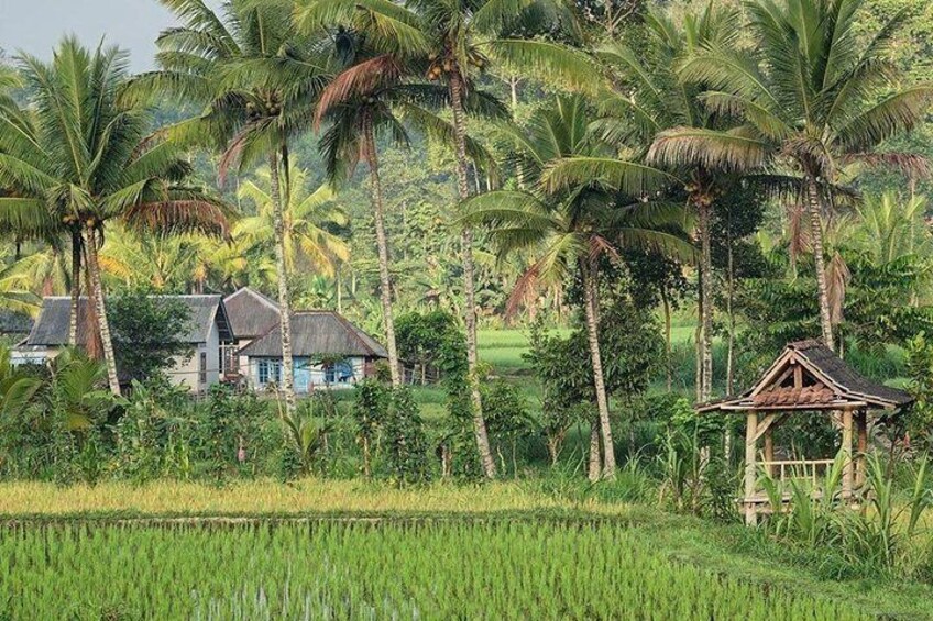 Tetebatu Walking Tour - Rice Terraces, Waterfall & Monkey Forest
