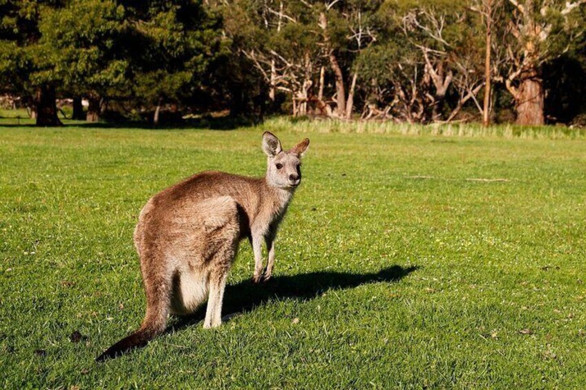 Full-Day Private Tour to Grampians from Melbourne 