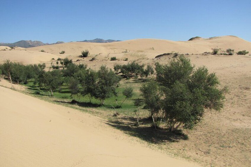 The sand dune