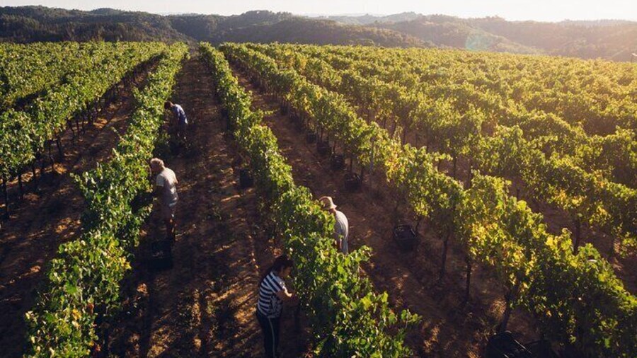 Tuscany Wine Tours in a family winery Podere Pellicciano