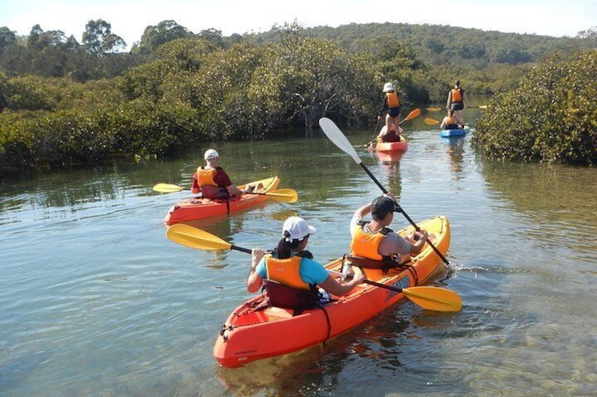 Discover the mangroves