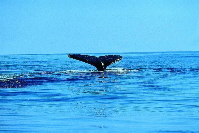 Kayak with Whales!