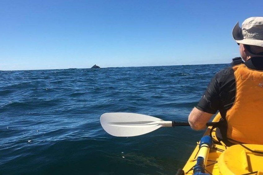 Whale Watching by Sea Kayak in Batemans Bay