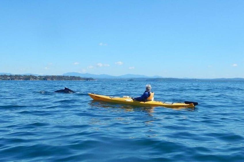 Whale Watching by Sea Kayak in Batemans Bay