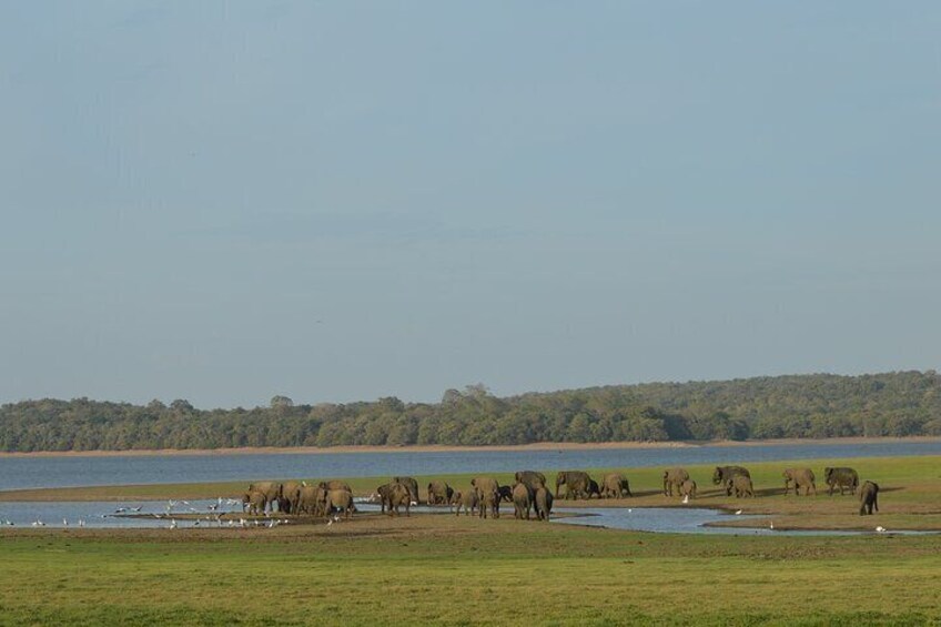 Guided Elephant Safari: Minneriya or Kaudulla