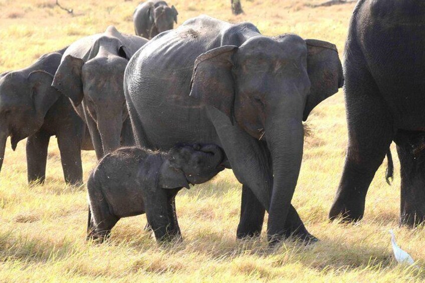 Guided Elephant Safari: See the Largest Gathering of Elephants in Asia!