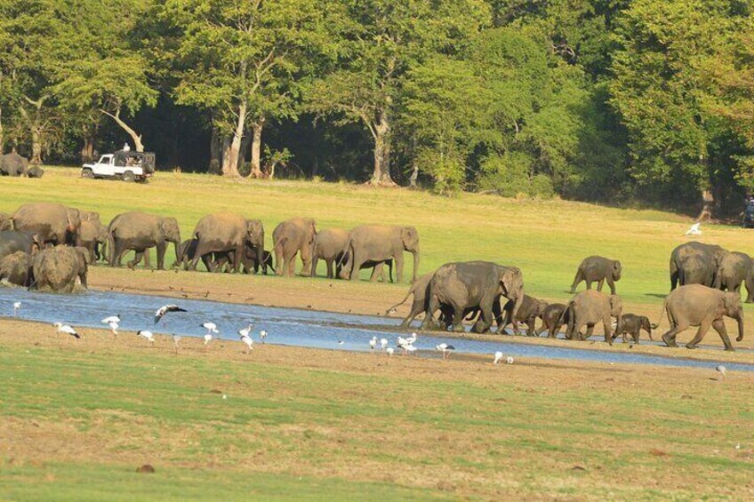 Guided Elephant Safari: Minneriya or Kaudulla