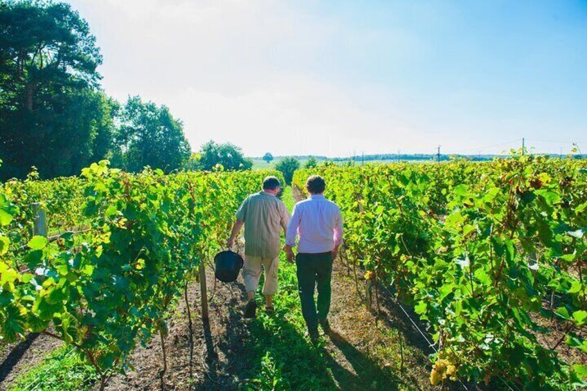 Picnic in the Vines - A Unique Loire Wine Experience