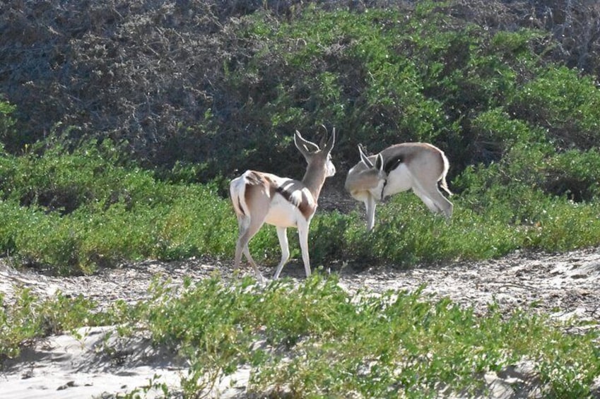 Incredible wild life in the desert