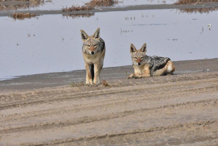 Cheeky black backed jackal on the beach
