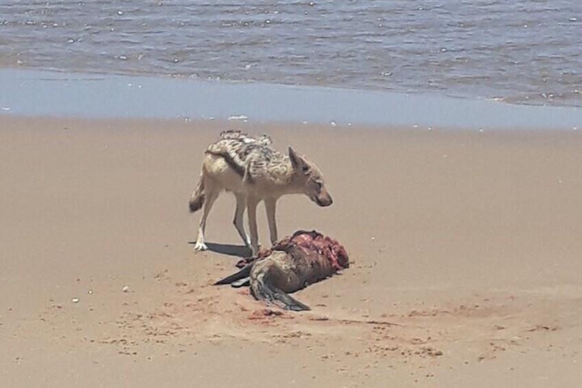 Black backed Jackal feasting