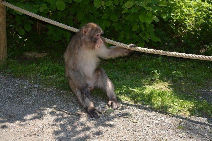 Zagreb - Monkey Park (Affenberg) - Klagenfurt - Minimudus