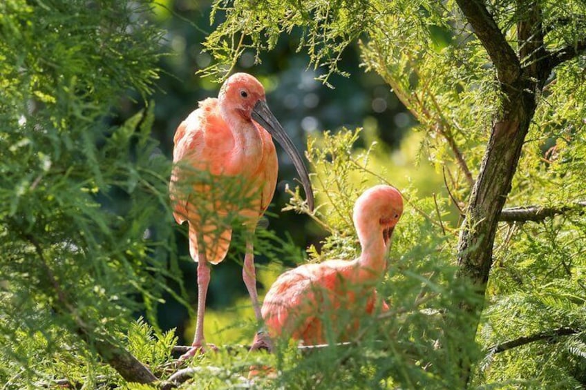 Bird Sanctuaries Tour