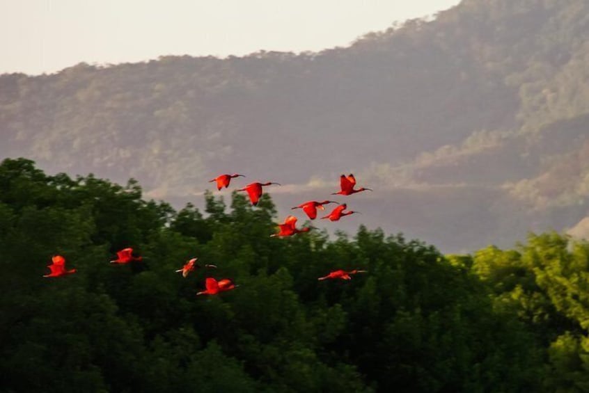 Bird Sanctuaries Tour