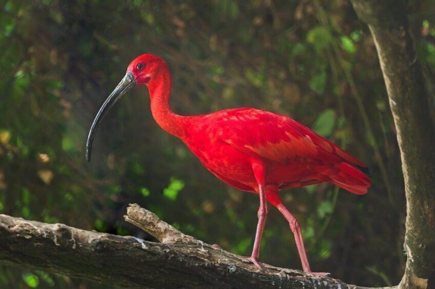 Bird Sanctuaries Tour