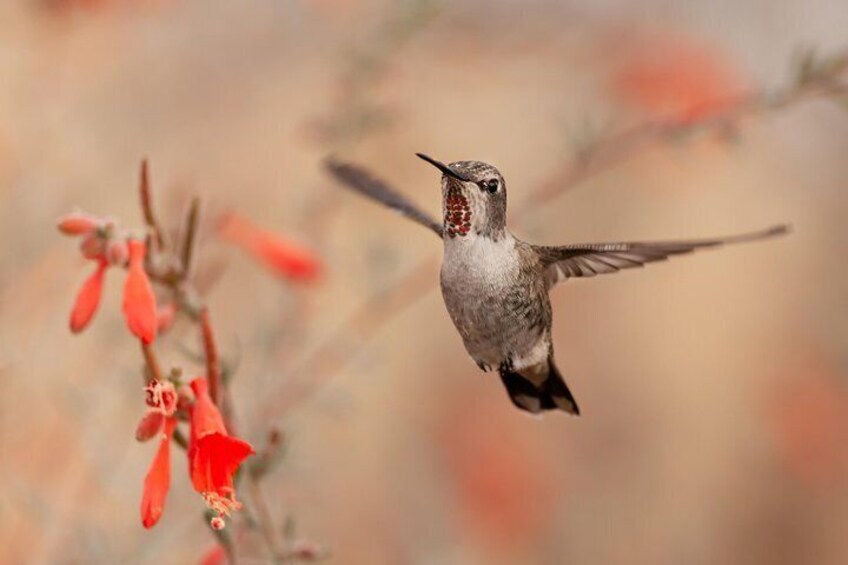 Bird Sanctuaries Tour