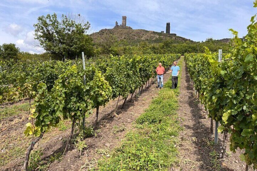 A delightful wine tasting in the scenic countryside with lunch