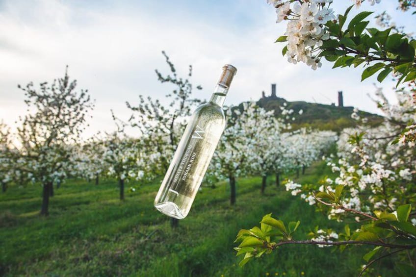 Enjoy shimmering wines in the middle of the vineyards.