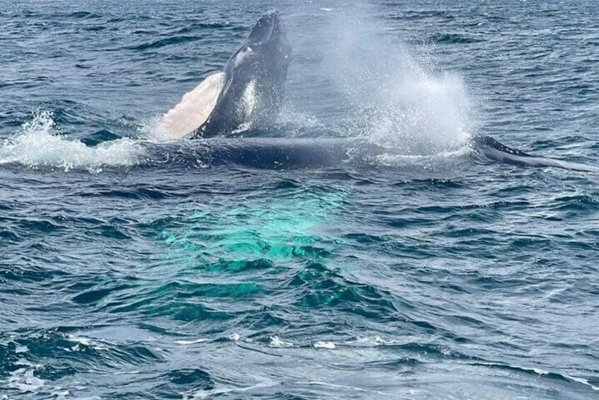  Samana (Whales)- Levantado Key - Limon Waterfall - Horseback Riding
