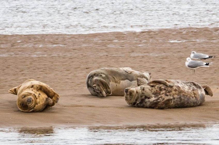 The basking Seals of Loch fleet