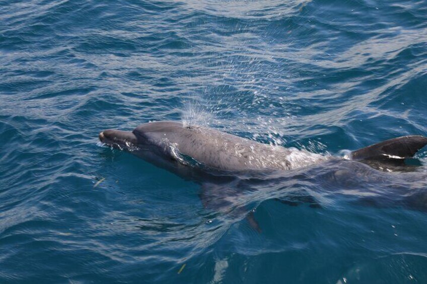 Dolphin Spotting