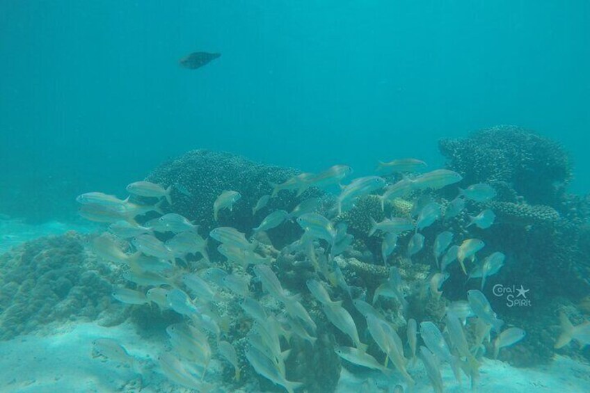 Different Marine Life