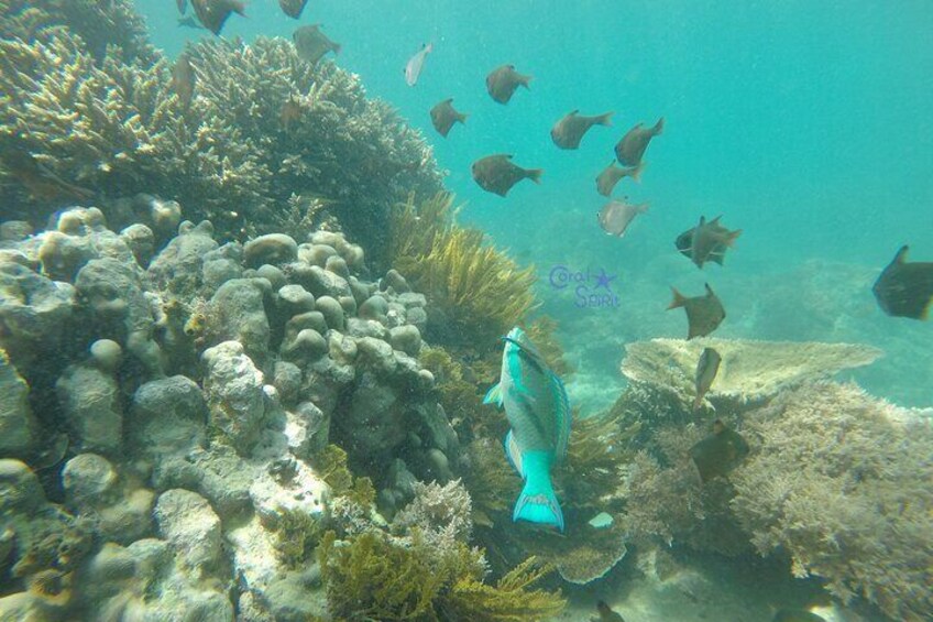 Beautiful Corals