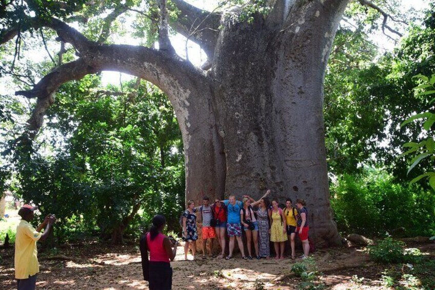 Baobab Tree