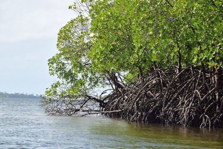 Mangroves