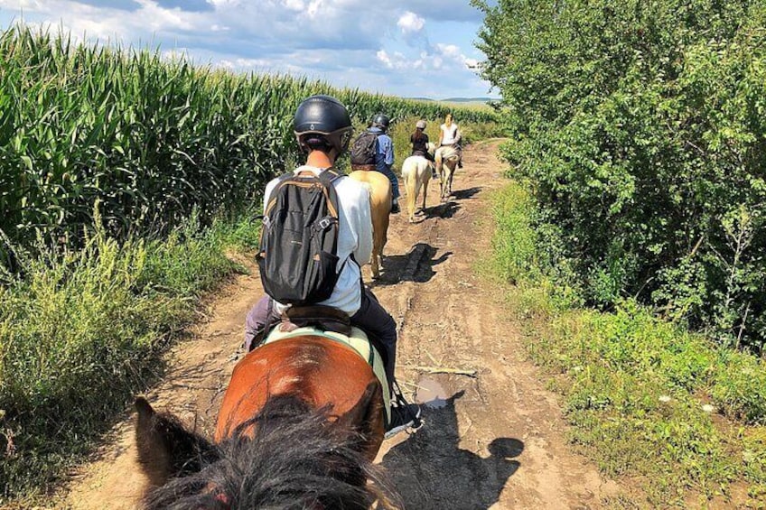Horseback riding through corn fields!
