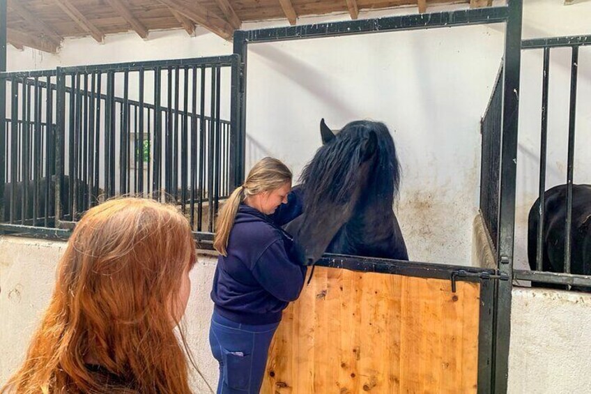 Insider Access: Pure Friesian horses.