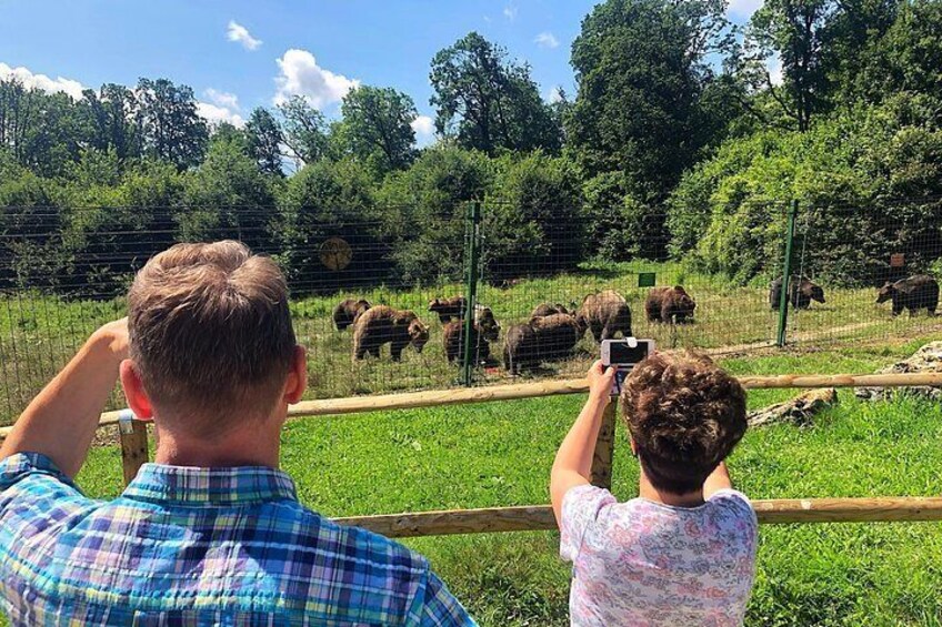 Observing brown bears at the Sanctuary in Zarnesti.