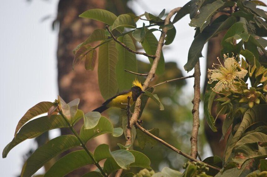 Bird Watching Tour