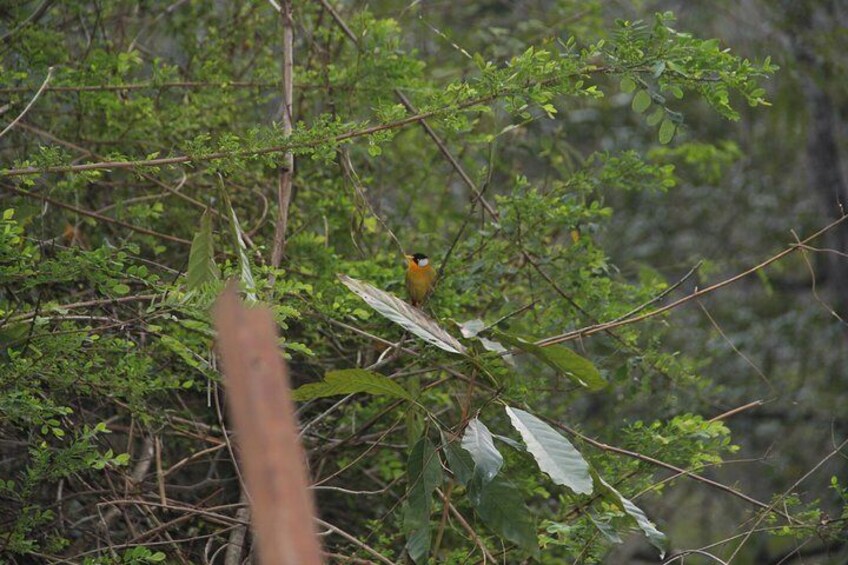 Bird Watching Tour