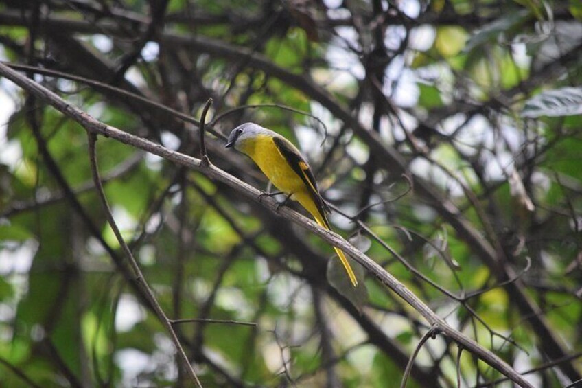 Bird Watching Tour