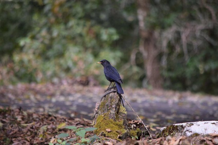 Bird Watching Tour