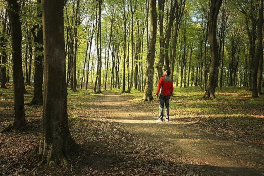 Volcanic Forest Bathing Weekend on Etna