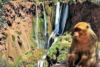 Ouzoud Falls Private Day Trip from Marrakech ( All inclusive )