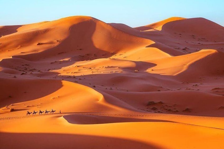 Crossing Erg Chebbi dunes by camels