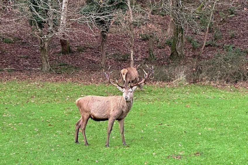 Killarney National Park Tour