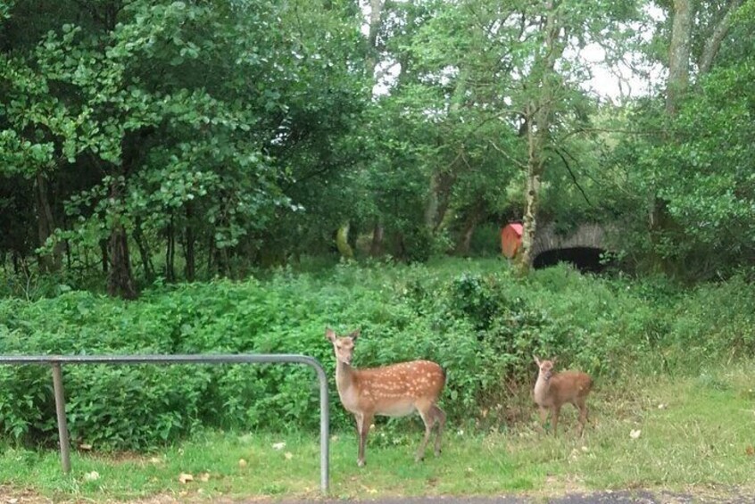 Killarney National Park Tour