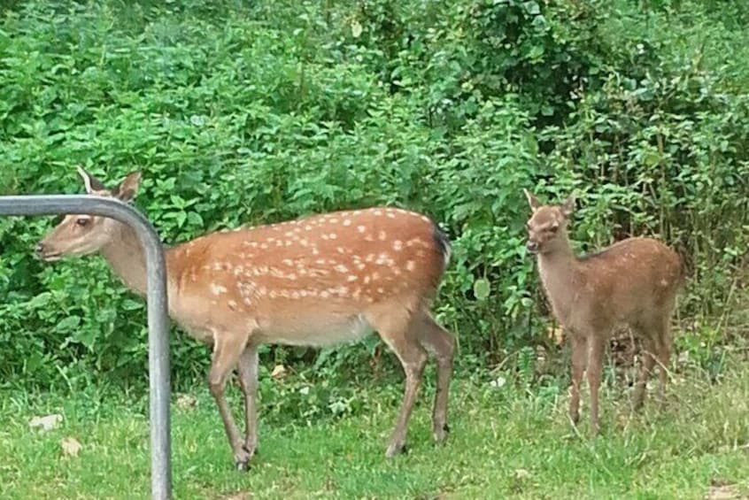 Killarney National Park Tour