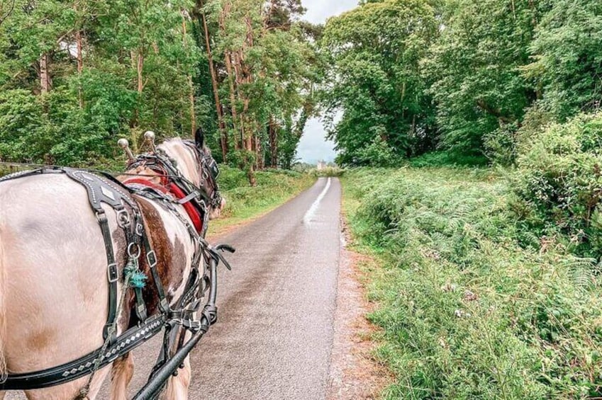 Killarney National Park Tour